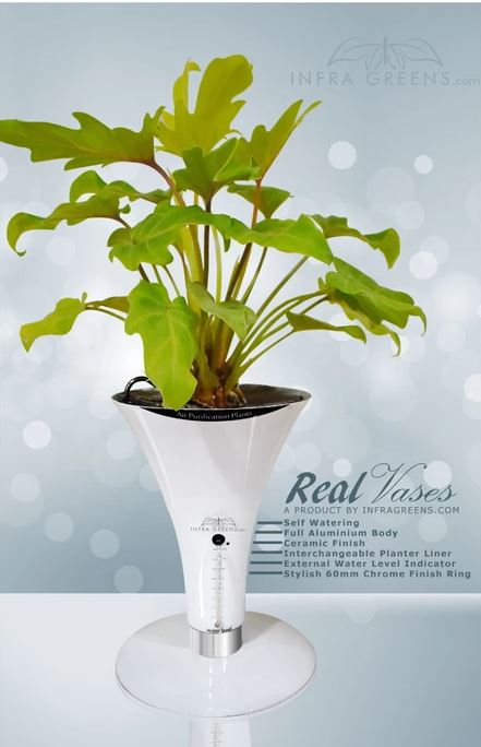 Show details for Real Vases Picture of Real Vases