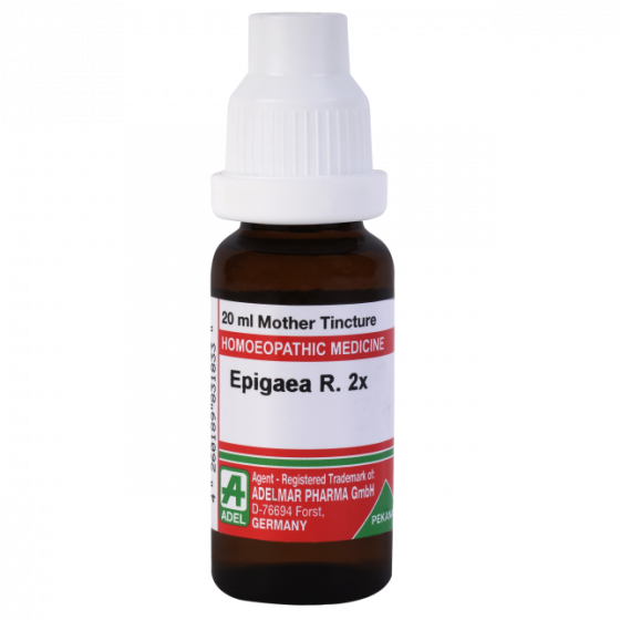 Picture of ADEL Epigaea R 2x Mother Tincture Q - 20 ml