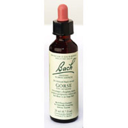 Picture of Bach Flower Remedies Flower Essence Gorse