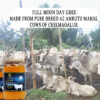 Picture of Full Moon A2 Forest grazing Amruth Mahal BILONA Cow Ghee 1000ml